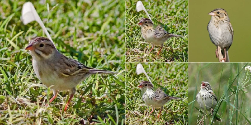 Thumbnail of Visual Counterfactual Explanations Using Semantic Part Locations (Best Student Paper Award)